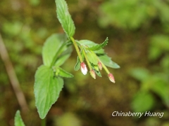 Epilobium amurense