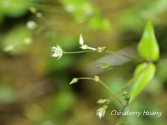 Stellaria reticulivena