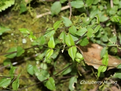 Stellaria reticulivena