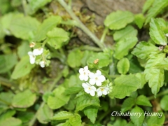 Trigonotis formosana elevatovenosa
