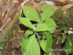 Comanthosphace formosana