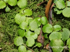 Chrysosplenium formosanum
