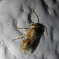 Sphaeropthalminae