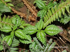 Pilea matsudae