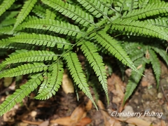 Arachniodes rhomboidea