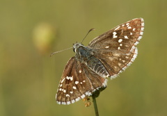 Pyrgus sidae