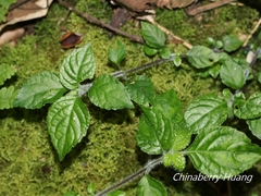 Strobilanthes rankanensis