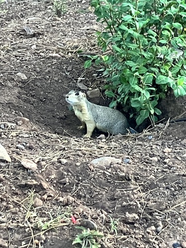 Gunnison's Prairie Dog observed by muddyslush