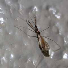 Stenolemoides arizonensis