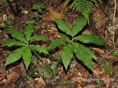 Arisaema ilanense