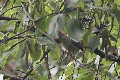 Yuhina occipitalis observed 2026-07-10