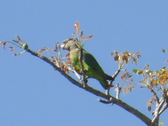 Poicephalus cryptoxanthus