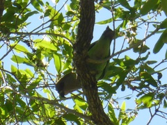 Poicephalus cryptoxanthus