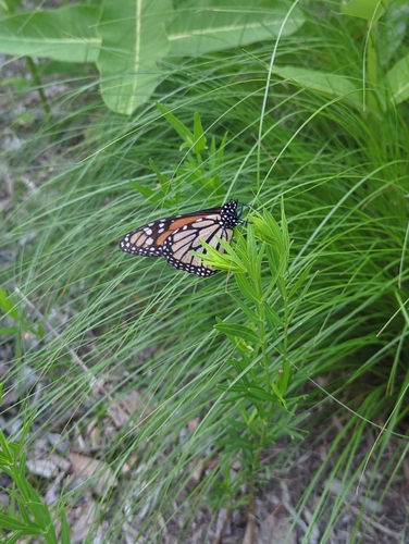 Primary image of Danaus plexippus