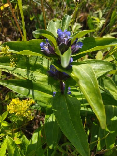 Cross Gentian