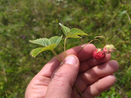 green strawberry