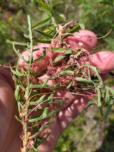 Clover Dodder