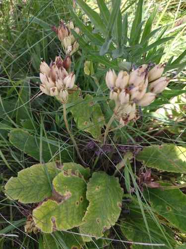 Cowslip