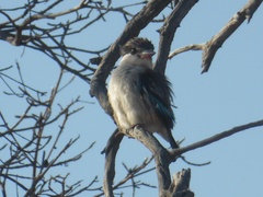 Halcyon chelicuti chelicuti