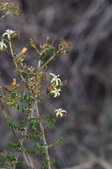 Wahlenbergia neorigida