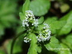 Sanicula petagnioides