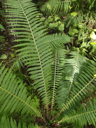 ostrich fern
