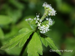 Sanicula petagnioides