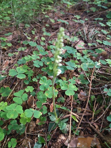 lesser rattlesnake plantain
