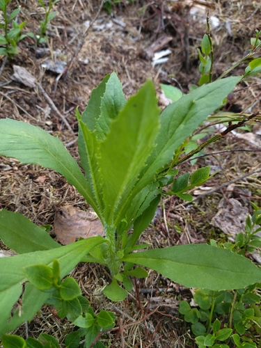 American burnweed