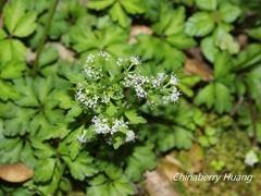 Sanicula petagnioides