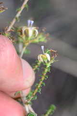 Wahlenbergia neorigida