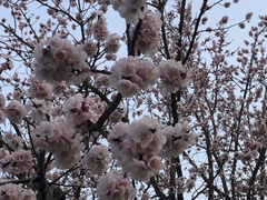 Prunus