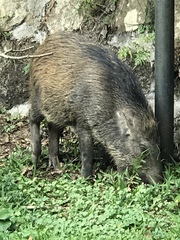 Sus scrofa moupinensis
