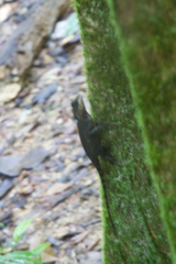 Acanthosaura phuketensis