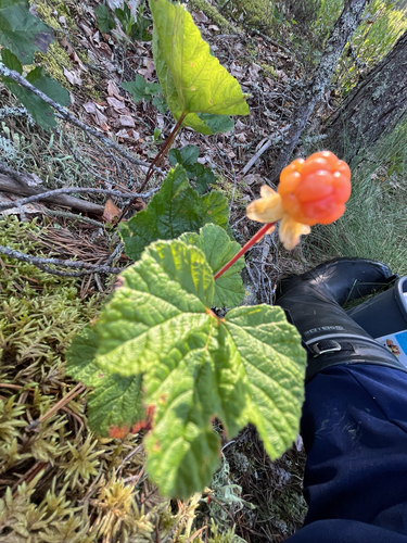 cloudberry