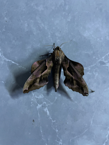 Phyllosphingia dissimilis