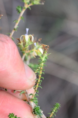 Wahlenbergia neorigida