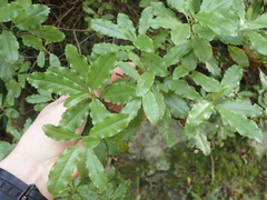 Brachyglottis perdicioides