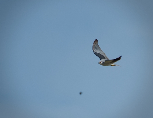 Asian Black-winged Kite
