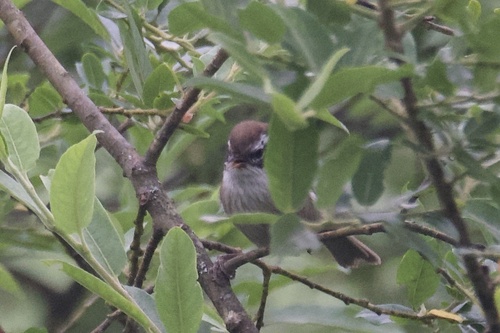 White-browed Fulvetta