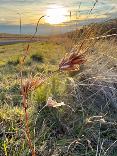 Kangaroo Grass
