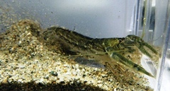 Alpheus brevicristatus