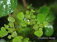 Chrysosplenium formosanum