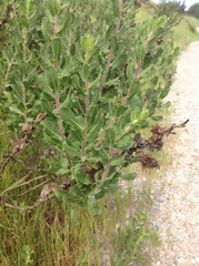 Hazardia squarrosa grindelioides