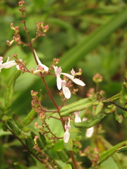 Aeollanthus parvifolius