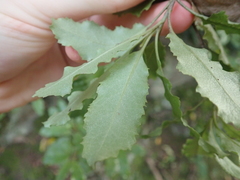 Brachyglottis perdicioides