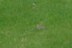 Colaptes auratus auratus