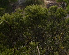 Phylica axillaris maritima