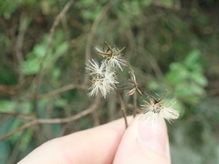 Brachyglottis perdicioides