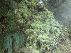 Brachyglottis perdicioides